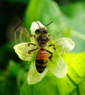 Image of Andrena florea Fabricius 1793