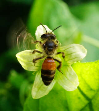 Andrena florea Fabricius 1793 resmi