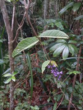 Image of Petrea bracteata Steud.