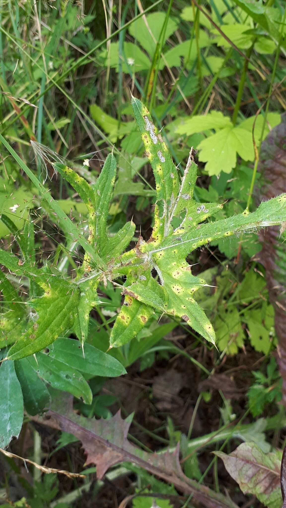 Imagem de Puccinia cnici H. Mart. 1817