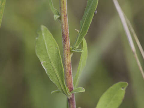 Image de Solidago nemoralis Ait.