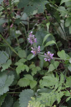 Stachys balansae Boiss. & Kotschy resmi