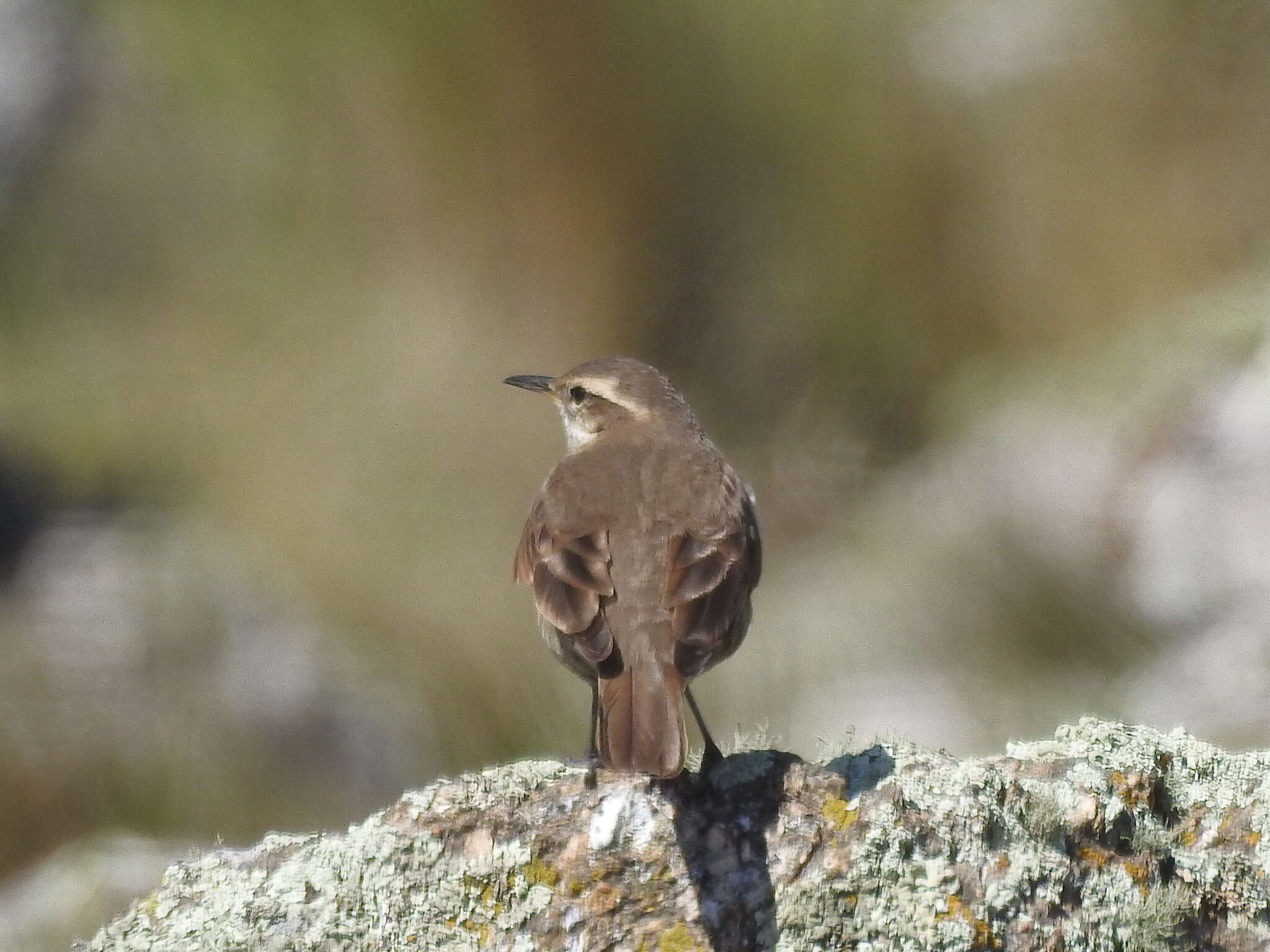 Image of Olrog's Cinclodes