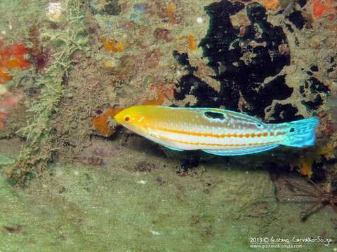 Halichoeres brasiliensis (Bloch 1791) resmi