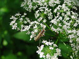 Image of Pidonia lurida (Fabricius 1793)