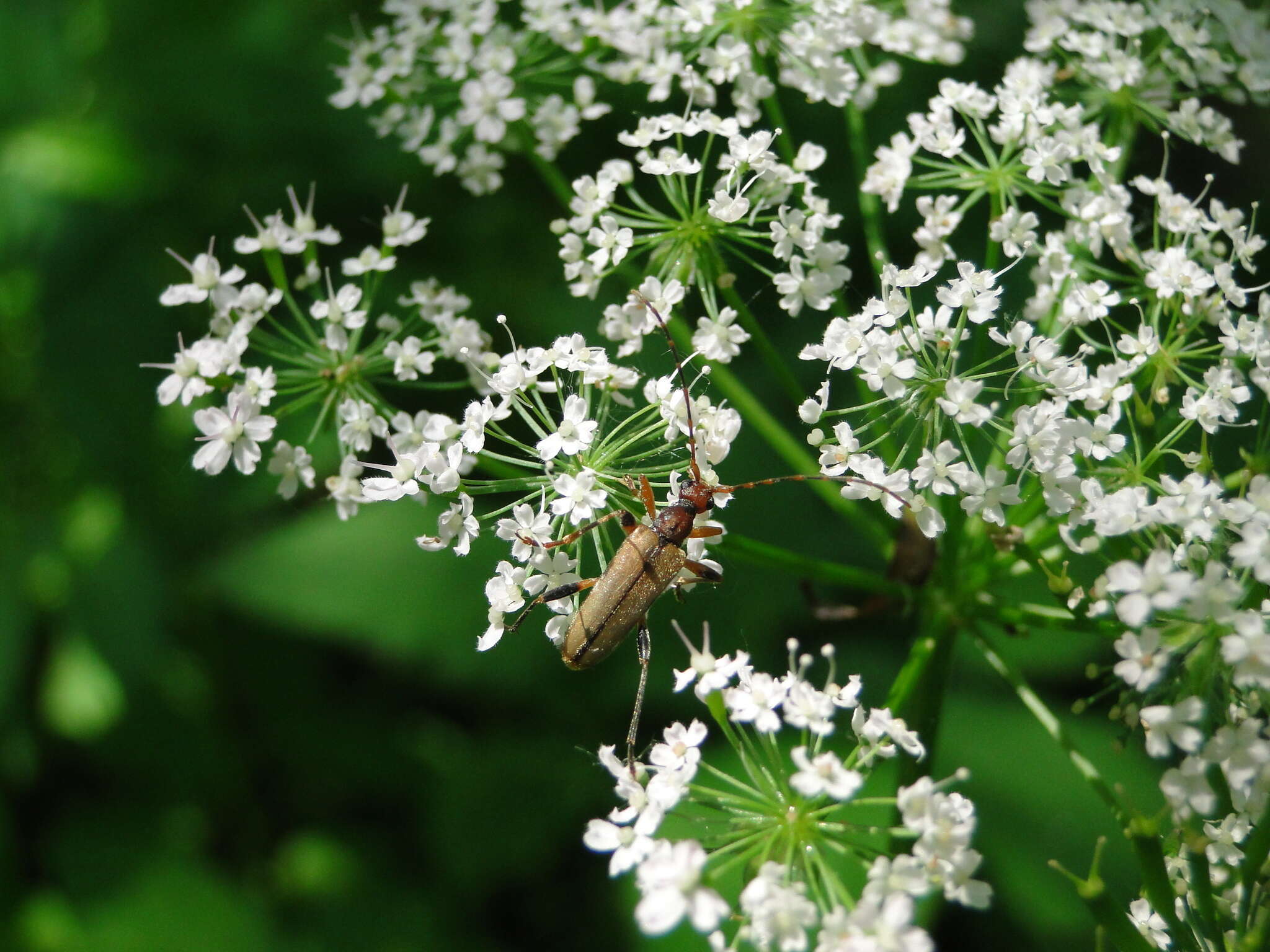 Image of Pidonia lurida (Fabricius 1793)