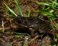 Sivun Lithobates heckscheri (Wright 1924) kuva