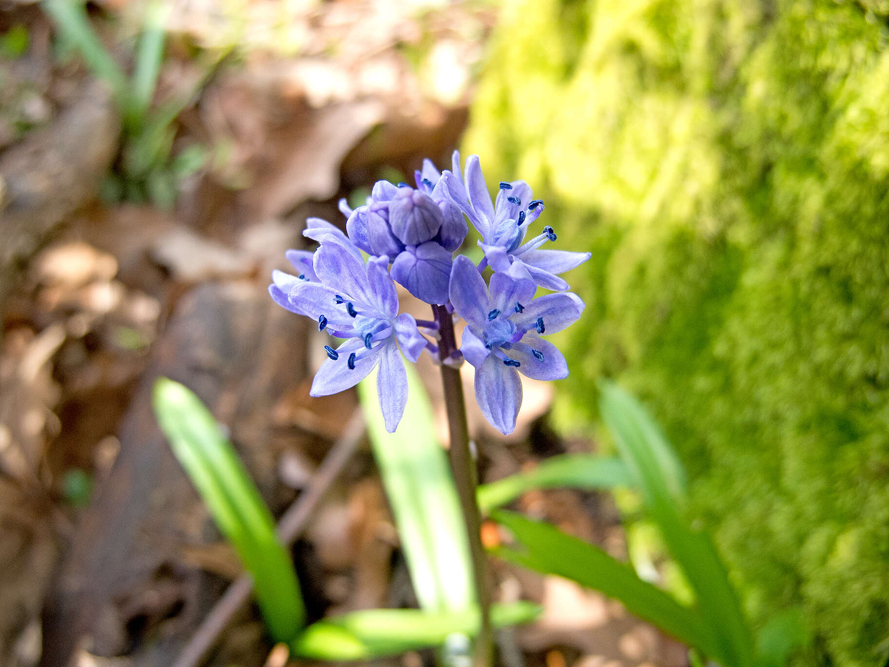 Image of Scilla bithynica Boiss.