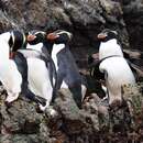 Image of Snares Crested Penguin