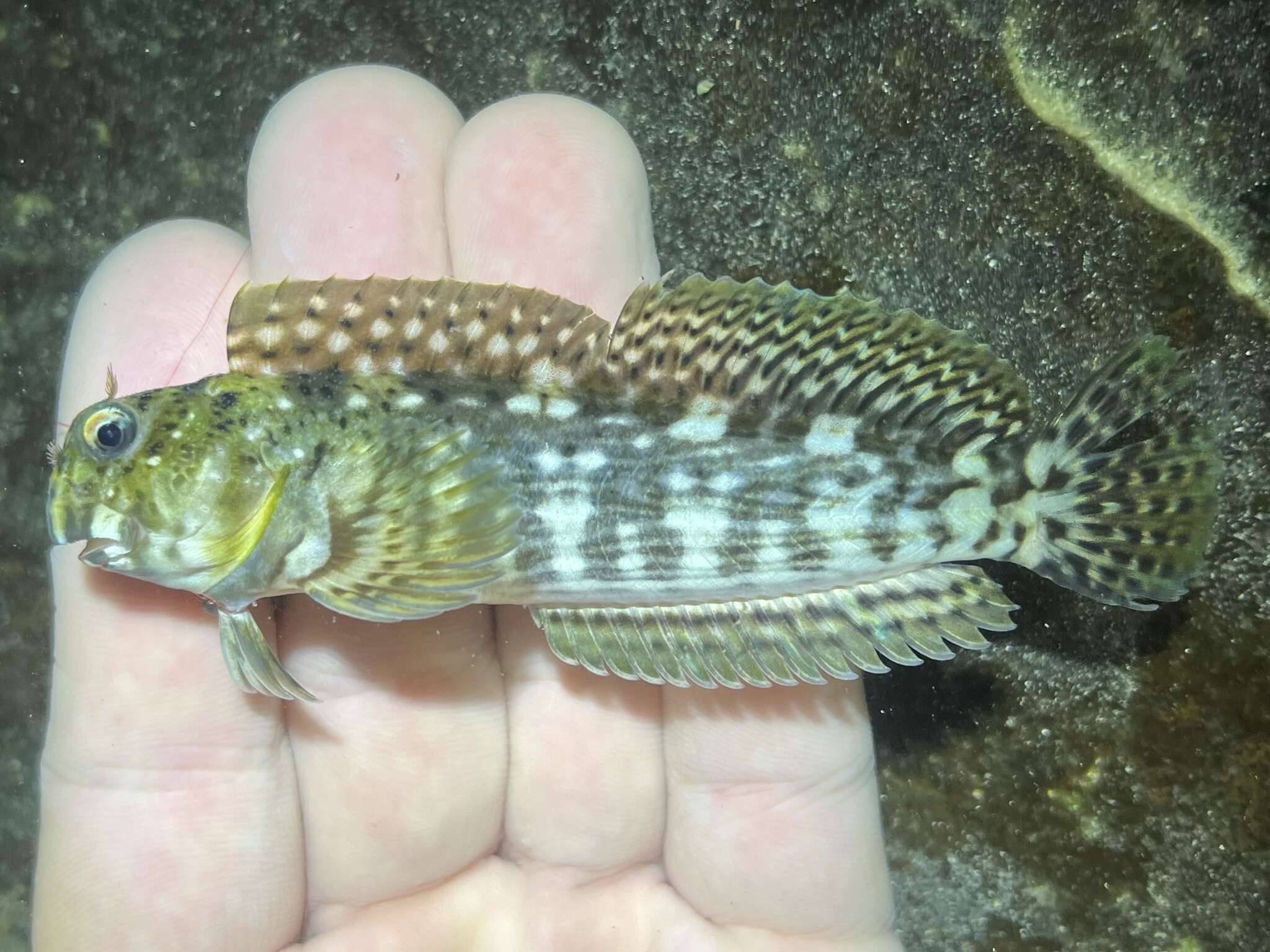 Image of Wavy lined blenny