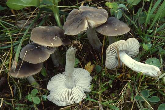 Image of Dermoloma cuneifolium (Fr.) Singer ex Bon 1986