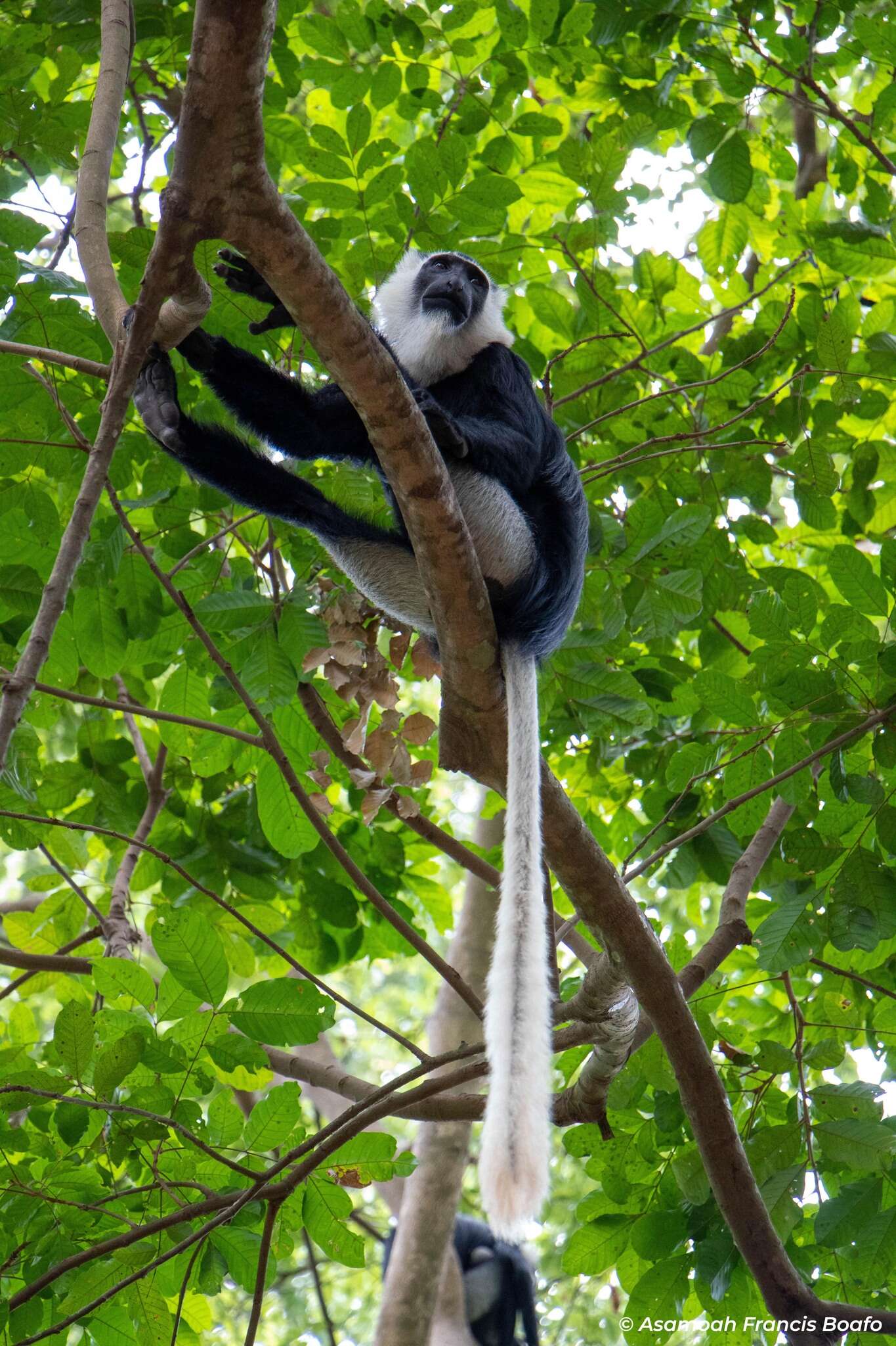 Image of Geoffroy's Black-and-White Colobus