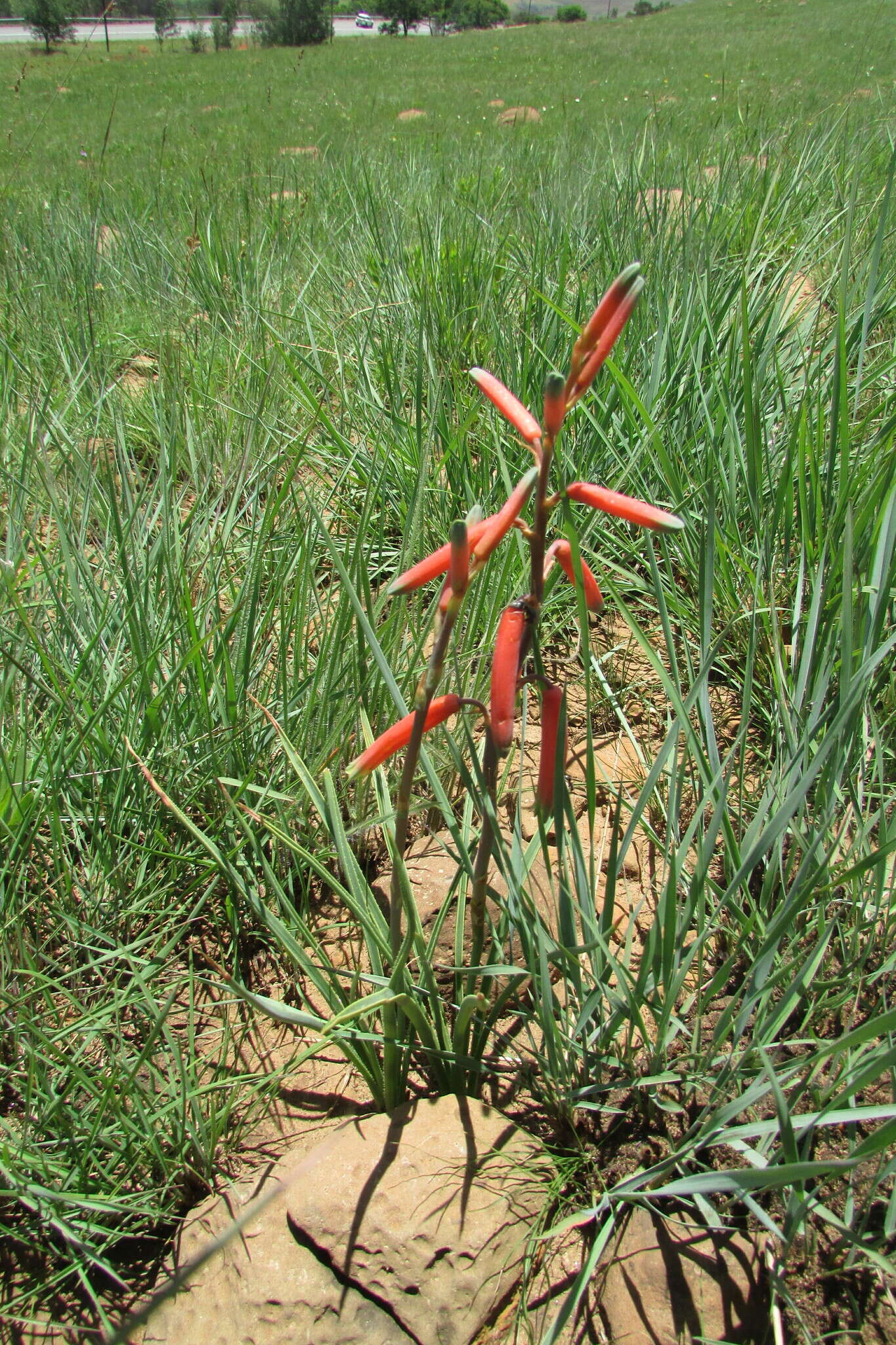 Aloe kniphofioides Baker resmi