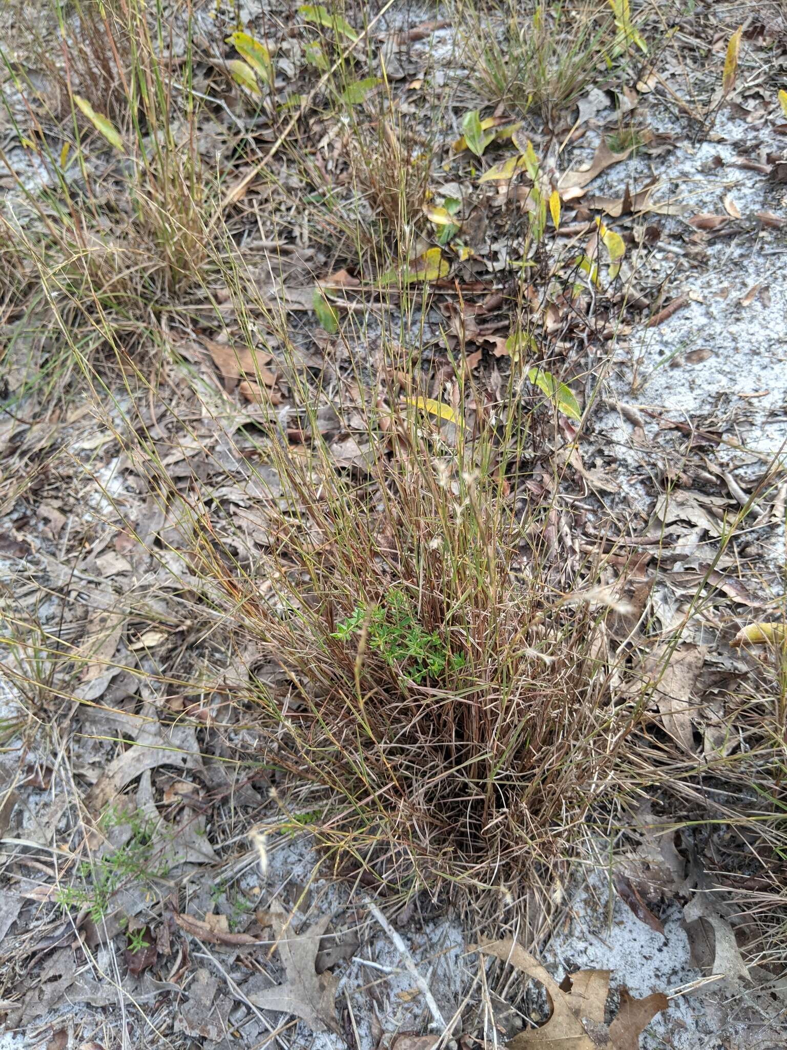 Schizachyrium niveum (Swallen) Gould resmi