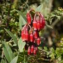 Image of Macleania rupestris (Kunth) A. C. Sm.