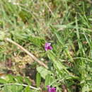 Image of Vicia sativa subsp. segetalis (Thuill.) Celak.