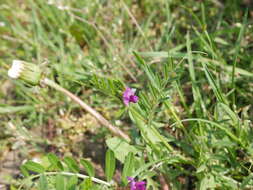 Image of Vicia sativa subsp. segetalis (Thuill.) Celak.