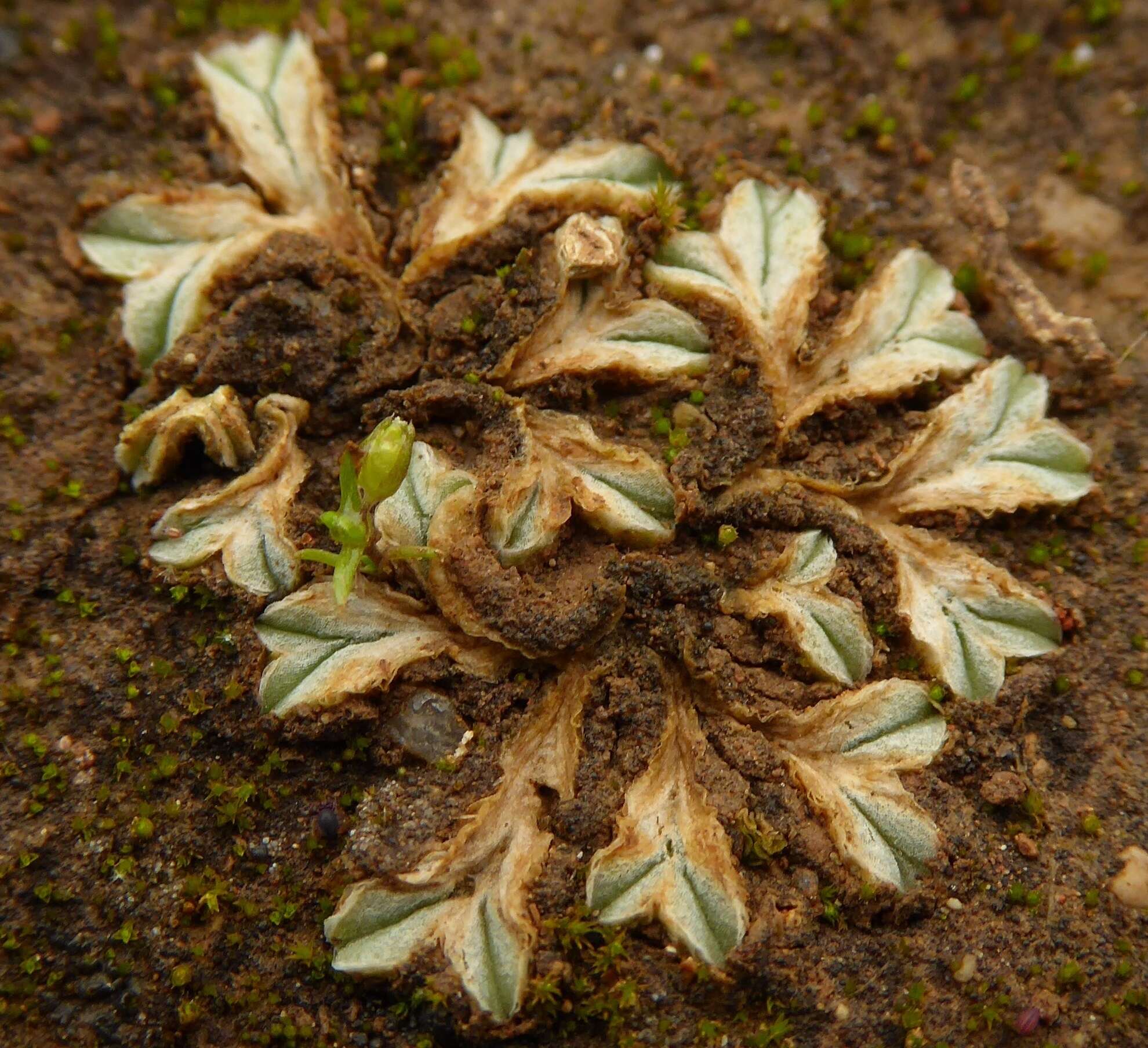 Image of Riccia lamellosa Raddi