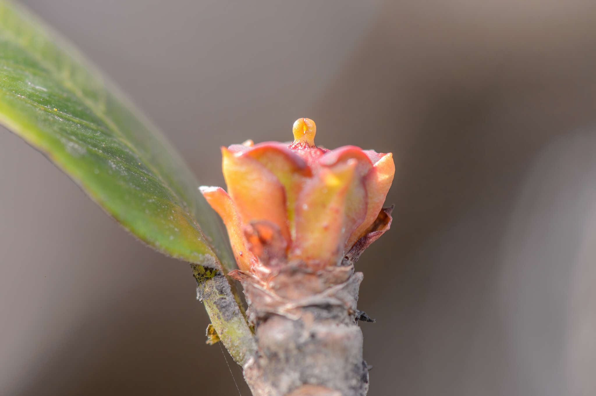 Image of Spiniluma discolor (Radcl.-Sm.) Friis