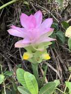 Image de Curcuma aromatica Salisb.