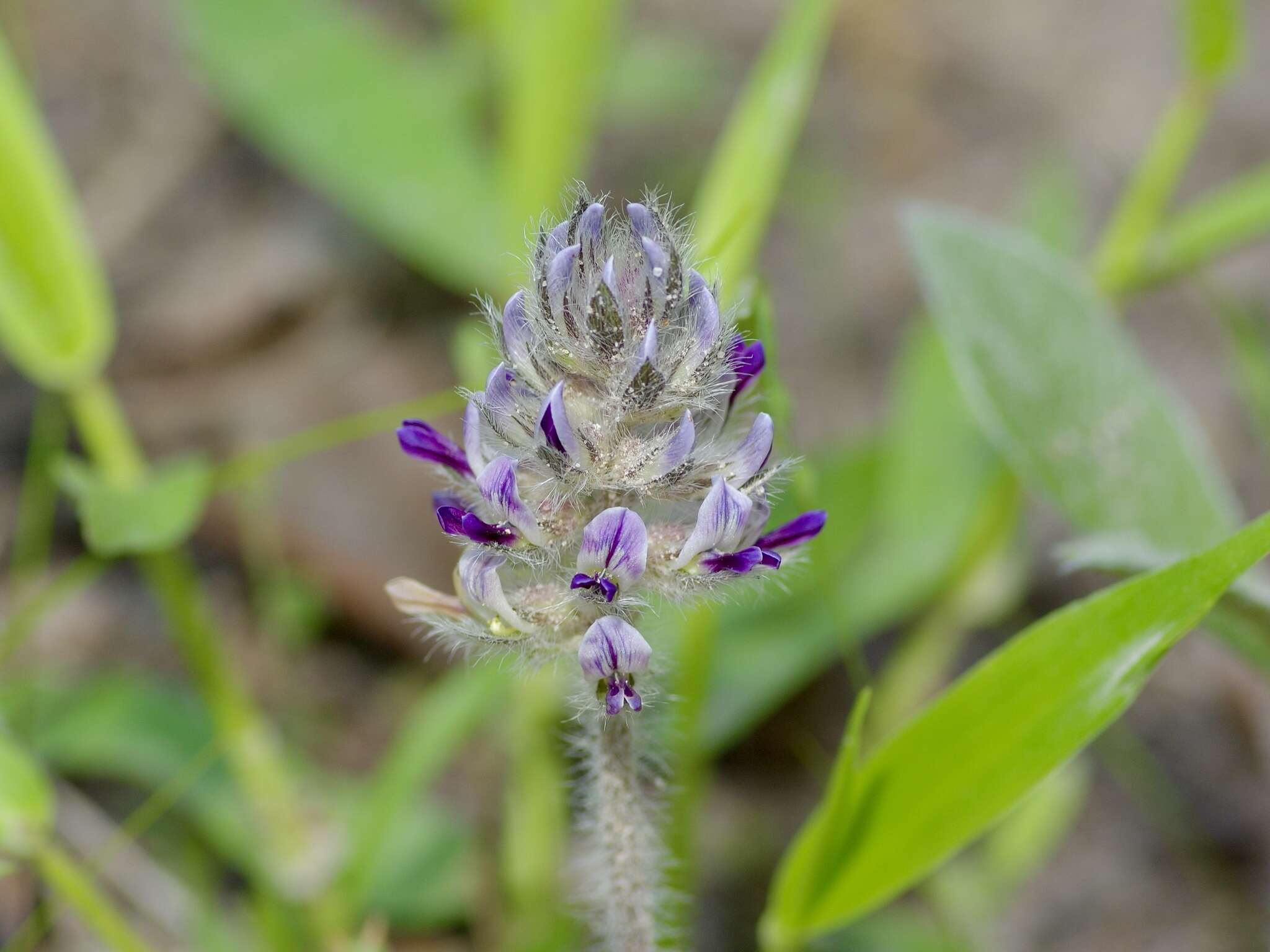 Imagem de Psoralea subulata Bush