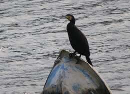 Plancia ëd Phalacrocorax carbo hanedae Kuroda & Nagamichi 1925