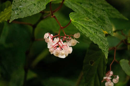 Image of Begonia isoptera Dryand. ex Sm.