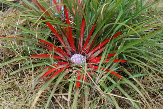 Image of <i>Fascicularia pitcairnifolia</i>