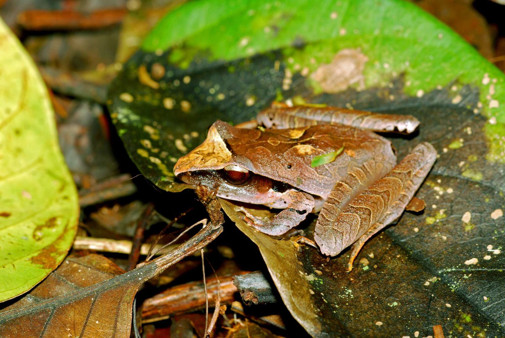 Image of Tilaran Robber Frog