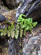 Sivun Dryopteris serratodentata (Bedd.) Hayata kuva