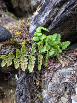 Plancia ëd Dryopteris serratodentata (Bedd.) Hayata