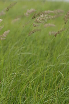 Image of Calamagrostis extremiorientalis (Tzvelev) Prob.