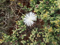 Image de Mesembryanthemum brevicarpum (L. Bol.) Klak