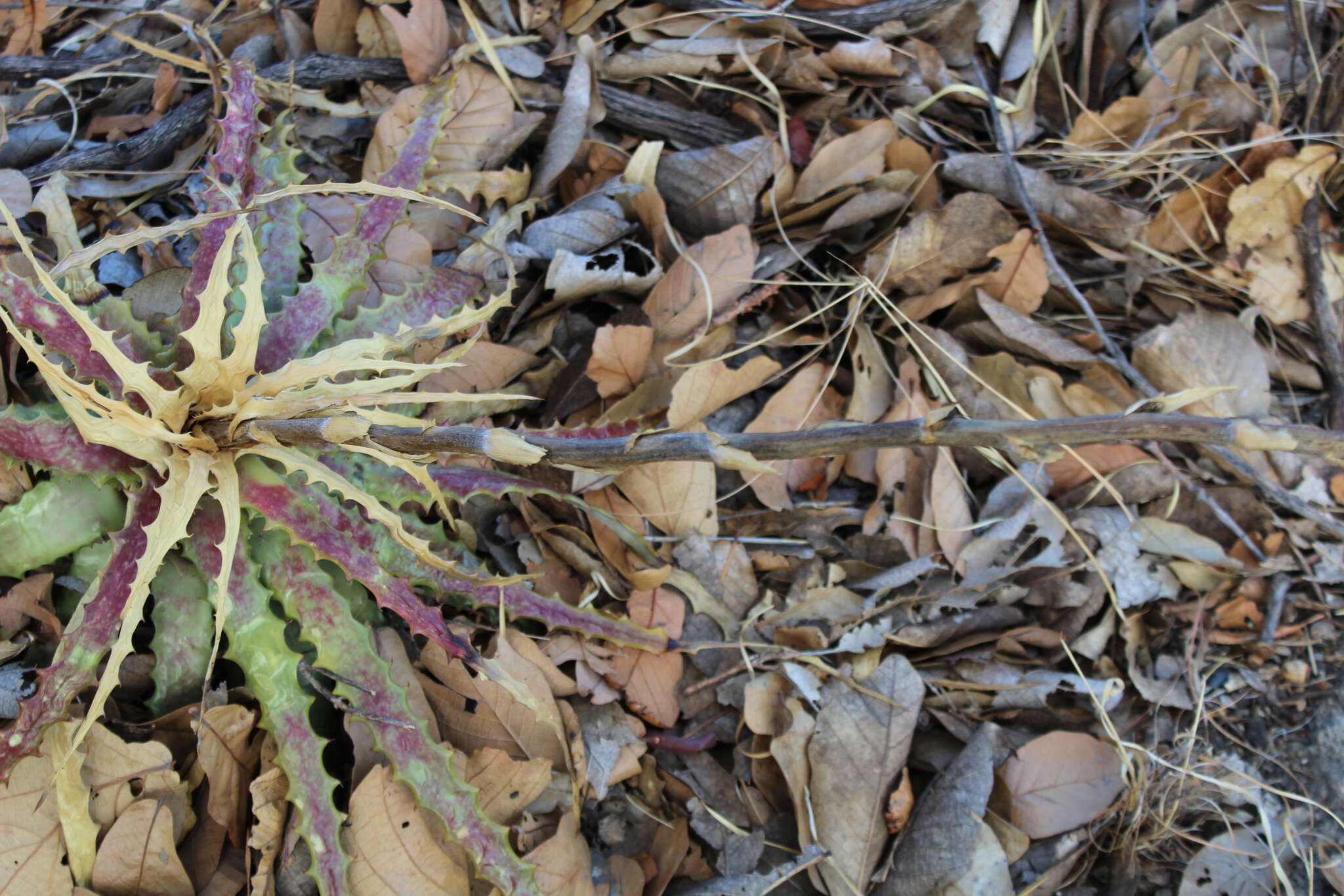 Image of Hechtia jaliscana L. B. Sm.