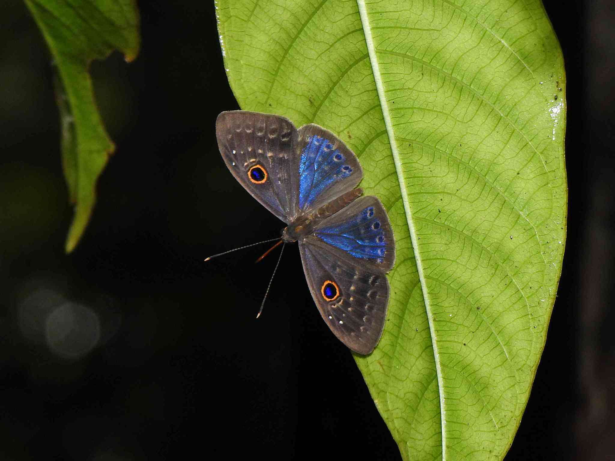 Image of <i>Eurybia franciscana</i>