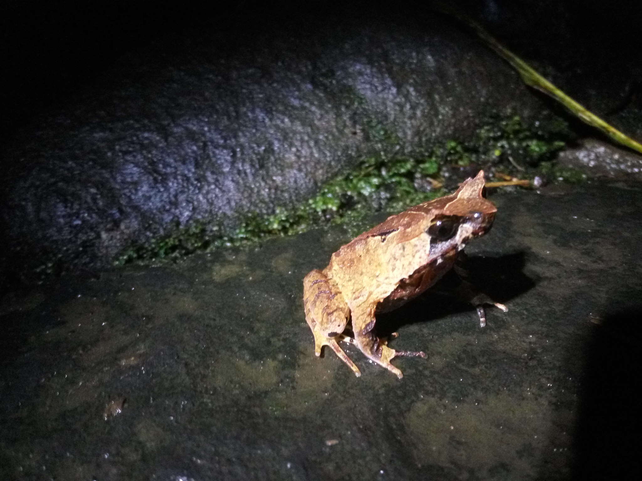 Image of Horned Frog