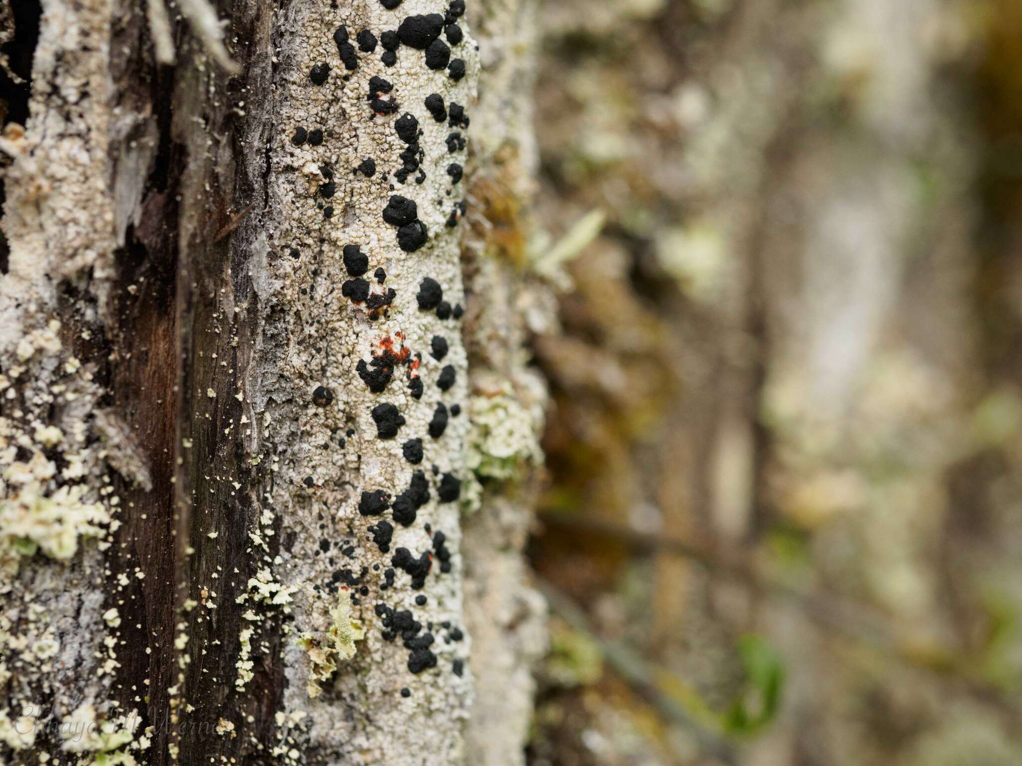 Image of Mycoblastaceae