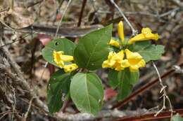 Image of Anemopaegma chrysanthum Dugand