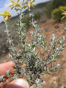 Plancia ëd Oedera flavicoma (DC.) N. G. Bergh