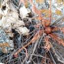 Image of Rhodiola coccinea (Royle) A. Boriss.