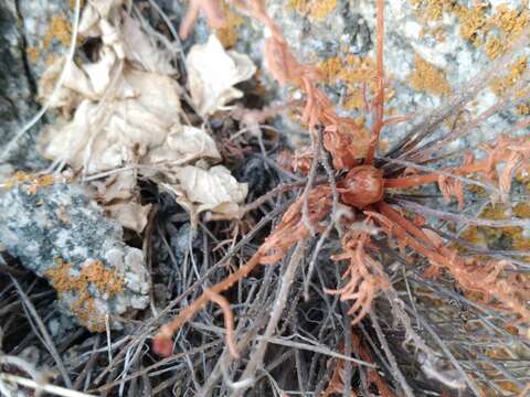 Image of Rhodiola coccinea (Royle) A. Boriss.