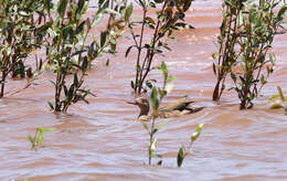 Image of Bernier's Teal