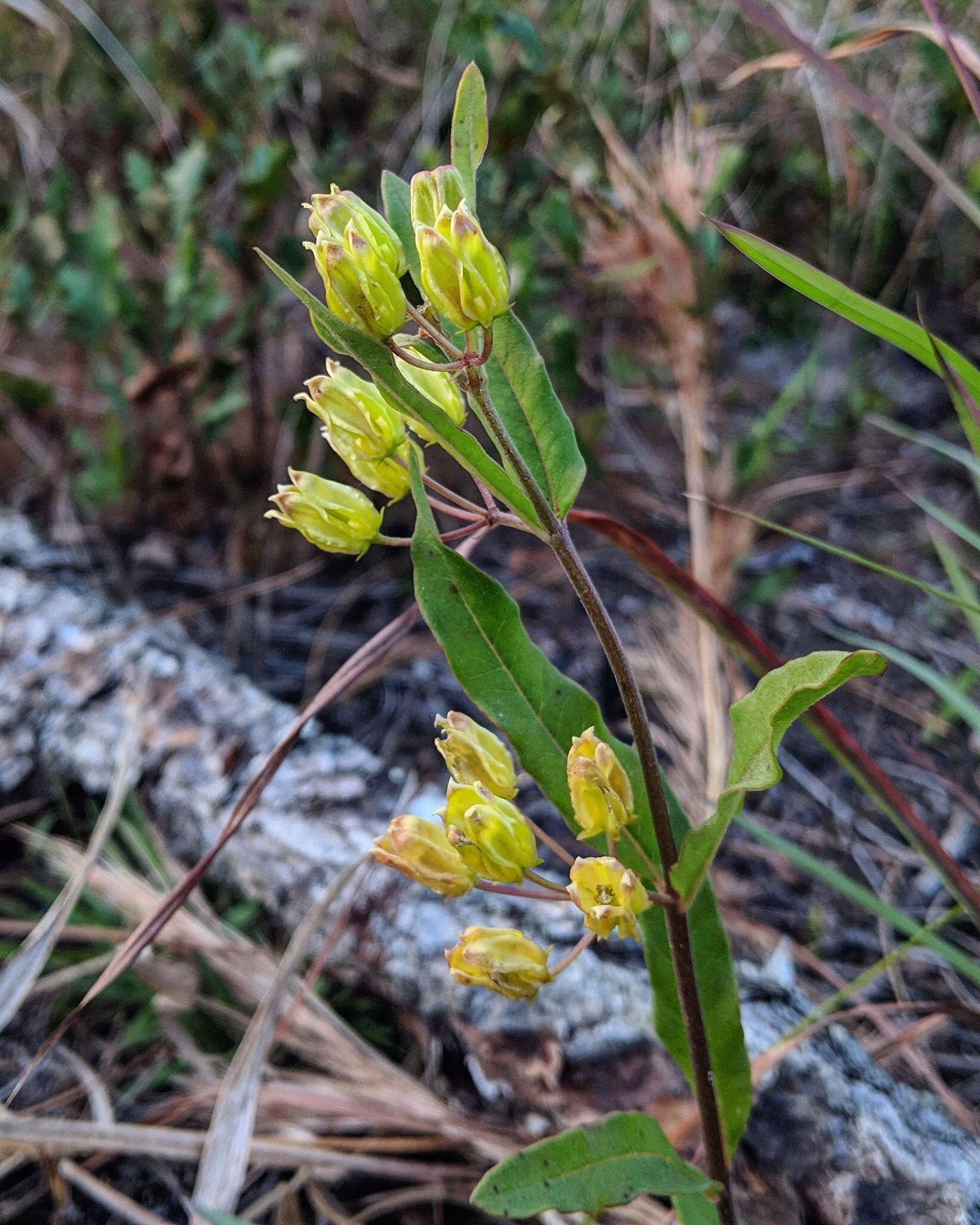 Image of Savannah Milkweed