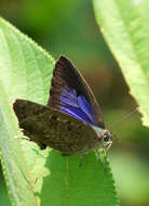 Image of Arhopala eumolphus (Stoll (1780))