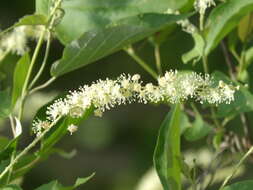 Image de Croton sonorae Torr.