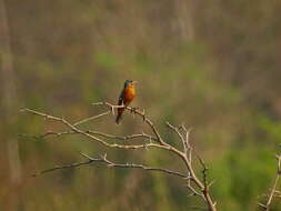 Image of Ruddy-breasted Seedeater