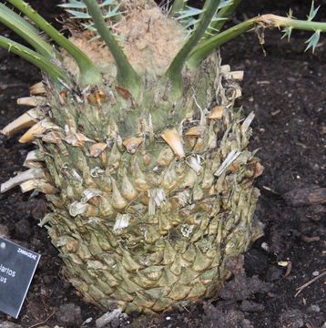 Image of Jozini Cycad