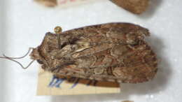 Image of Lacanobia aliena