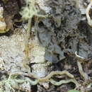Image of Leptogium oceanianum