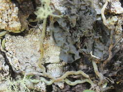 Image of Leptogium oceanianum